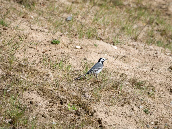 Wagtail Blanco Motacilla Alba Retrato Macho Hierba Primavera Países Bajos — Foto de Stock