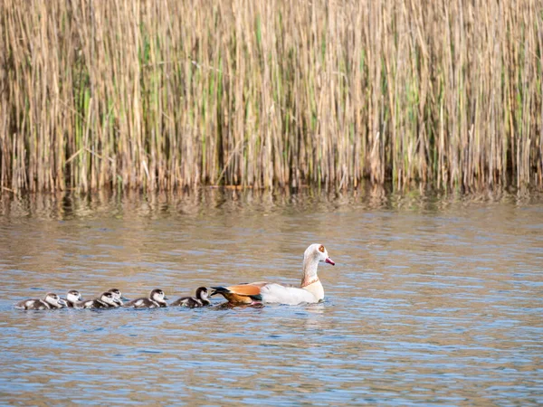 Egyptian Goose Alopochen Aegyptiaca Female Swimming Six Young Goslings Lake — Stock Photo, Image