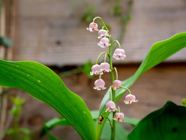 Vadi zambağı, Convallaria majalis rosea, Hollanda baharı bahçesinde çan şeklinde pembe çiçekleri kapatıyoruz.
