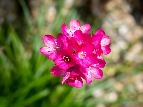 Sea Pink Sea Thrift Armeria Maritima Zbliżenie Widok Góry Pojedynczej — Zdjęcie stockowe