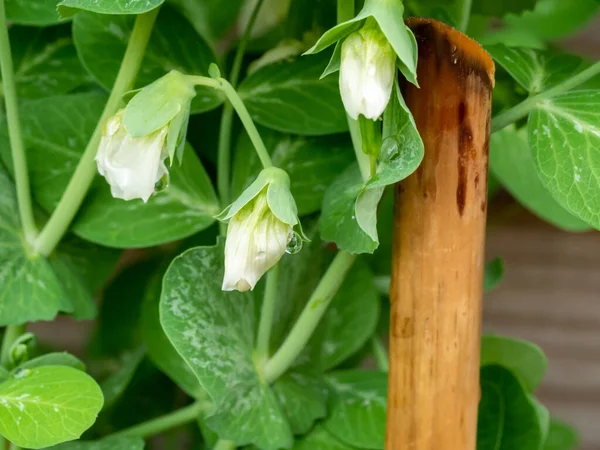 Снежный Горох Pisum Sativum Закрытие Цветов Листьев Гороха Саду Нидерланды — стоковое фото