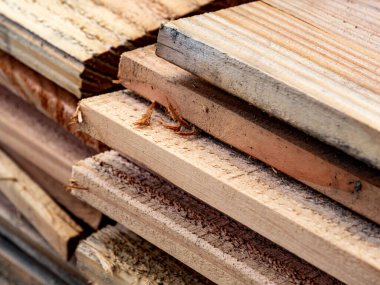 Tedavi edilmemiş Douglas köknarı, Pseudotsuga menziesii, yakın zamanda kesilmiş kereste kalasları.