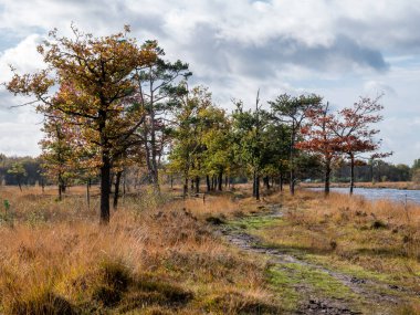 Ulusal park Dwingelderveld, Drenthe, Hollanda 'nın bataklık arazisindeki ıslak patika ve su havuzu