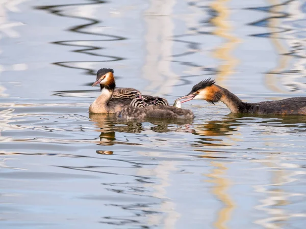 Great Crested Grebe Podiceps Cristatus Family Father Feeding Fish Young — Stock Photo, Image