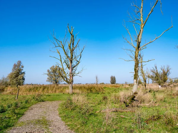 Döglött Fák Gyalogút Természetvédelmi Területen Oostvaardersplassen Flevoland Hollandia — Stock Fotó