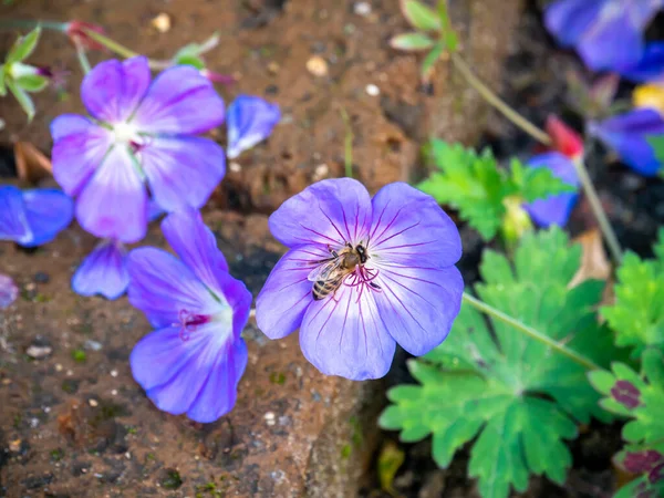 Honeybee Apis Mellifera Collecting Nectar Pollen Geranium Rozanne Aka Cranesbill — Stock Photo, Image