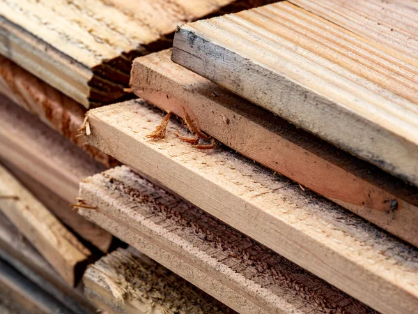 Tedavi edilmemiş Douglas köknarı, Pseudotsuga menziesii, yakın zamanda kesilmiş kereste kalasları.