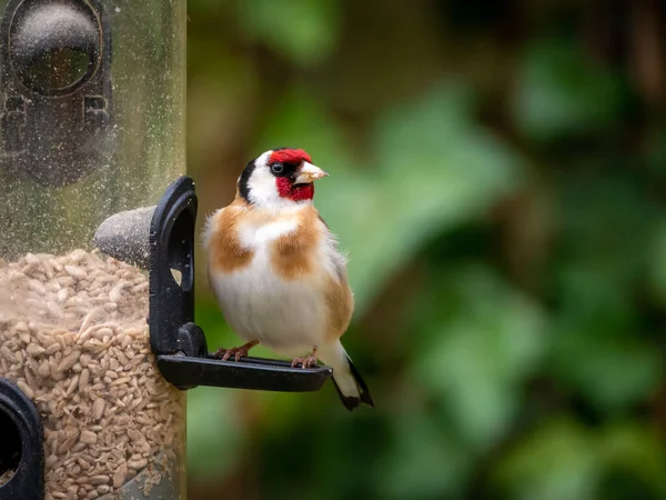 Stieglitz Carduelis Carduelis Hockt Auf Einem Vogelfutterhäuschen Und Füttert Sonnenblumenherzen — Stockfoto