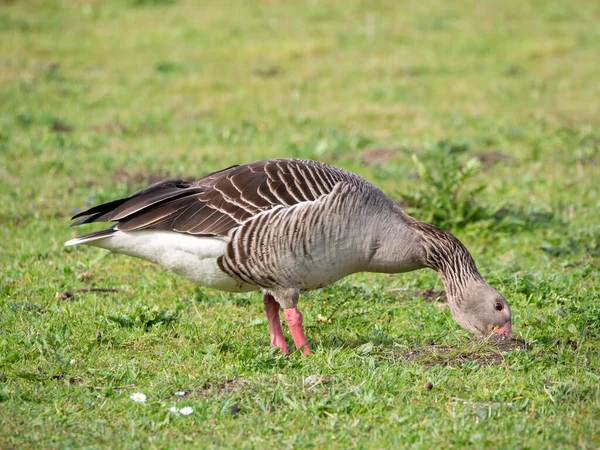 Grylag Goose Anser Anser Nourrissant Gros Plan Pâturage Oie Sur — Photo