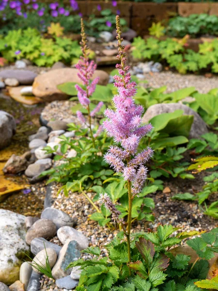 Hamis Kecskeszakáll Vagy Kínai Asztilbe Astilbe Chinensis Pumila Virágzás Kertben — Stock Fotó