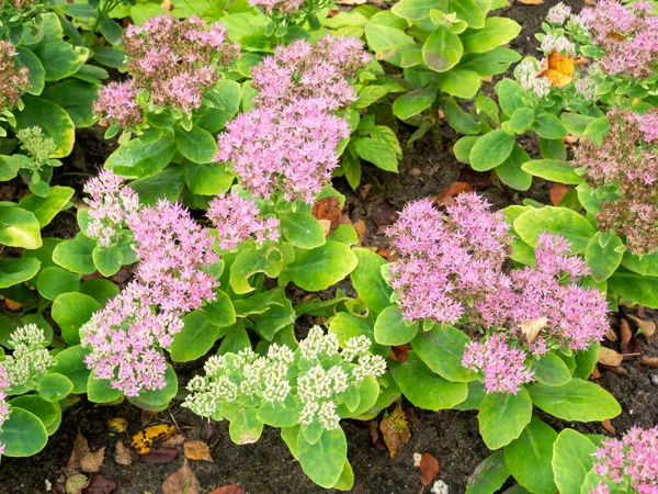 Pink Flowers Buds Showy Stonecrop Iceplant Sedum Spectabile Hylotelephium Spectabile — Stock Photo, Image