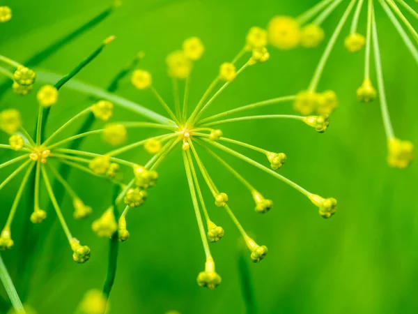 Dill Anethum Graveolens Close Buds Flowers Annual Herb Garden Netherlands — Stock Photo, Image