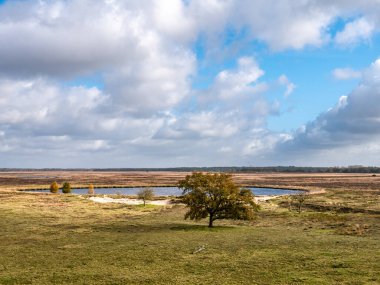 Oak tree, Kolenveen pool and heather moors in national park Dwingelderveld, Drenthe, Netherlands