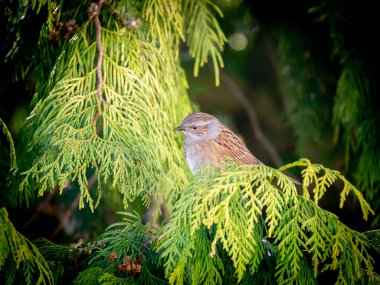 Dunnock, Prunella modularis, Hollanda 'da kışın çam ağacının dalına tünemiş.