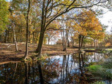 Pool surrounded by trees in moorland of nature reserve Takkenhoogte, Reestdal, Drenthe, Netherlands