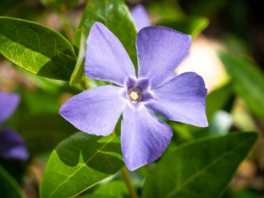 Lesser periwinkle, Vinca minor, close up of flower with five petals, spring, Netherlands