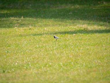 White wagtail, Motacilla alba, portrait of male foraging in grass in spring, Netherlands