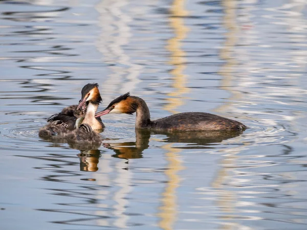 Great Crested Grebe Podiceps Cristatus Family Father Feeding Fish Young — Stock Photo, Image