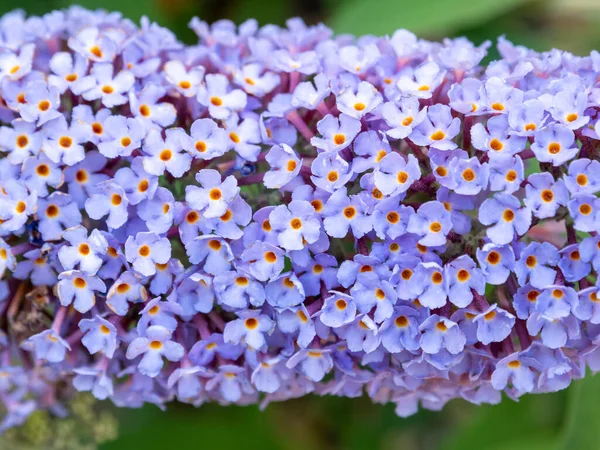 Butterfly Bush Buddleia Davidii Pink Delight Blossom Lilac Flowers Garden — Stock Photo, Image