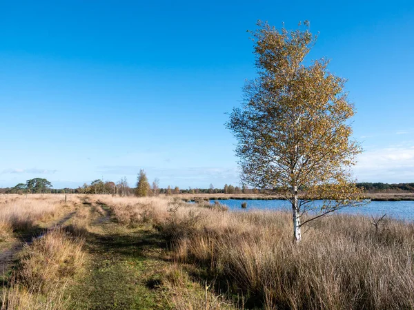 Berkenboom Wandelpad Heidegebied Van Nationaal Park Dwingelderveld Drenthe Nederland — Stockfoto