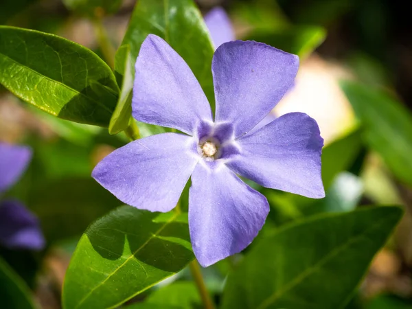 Lesser Periwinkle Vinca Minor Close Flower Five Petals Spring Netherlands — Stock Photo, Image