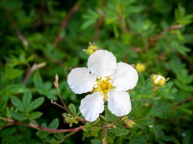Çalı çırpı, Dasiphora fruticosa syn Potentilla fruticosa Abbotswood, baharda beş yapraklı beyaz çiçeğe yakın