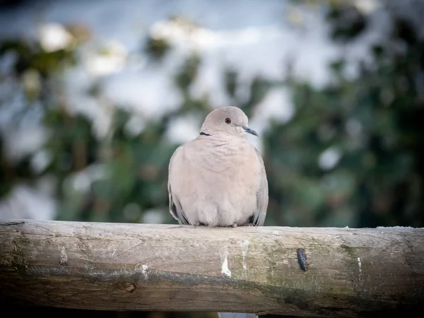Collared Dove Streptopelia Decaocto Perching Wooden Fence Netherlands — Stock Photo, Image