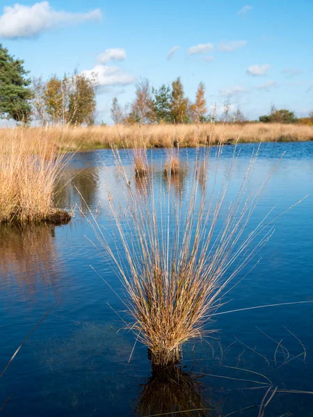 Slecht Gras Waterzwembad Veenmoeras Nationaal Park Dwingelderveld Drenthe Nederland — Stockfoto