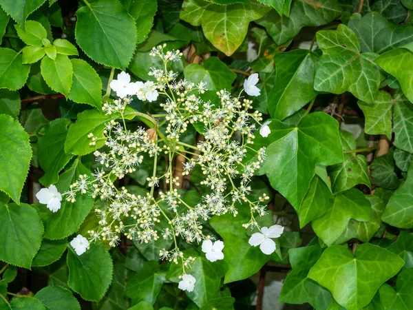 Hidrangea Wspinaczkowa Hydrangea Anomala Petiolaris Zbliżenie Białych Kwiatów Wśród Zielonych — Zdjęcie stockowe