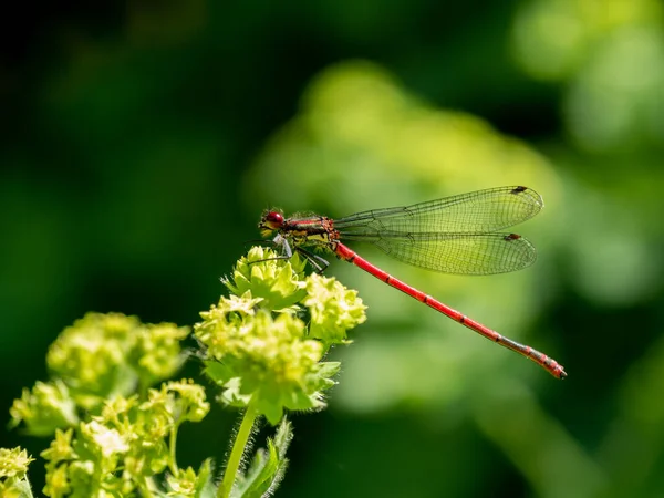 Large Red Damselfly Pyrrhosoma Nymphula Resting Flower Bud Lady Mantle — Stock Photo, Image