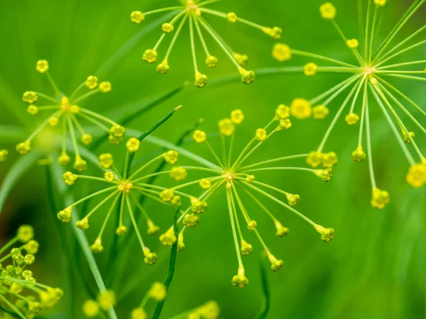 Dill Anethum Graveolens Close Buds Flowers Annual Herb Garden Netherlands — Stock Photo, Image