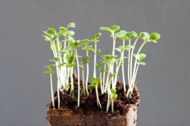 Broccoli seedlings (Brassica oleracea) - one week young sprouts clipart