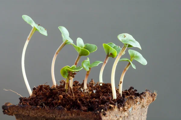 Radish seedlings (raphanus sativus) - one week young sprouts — Stockfoto