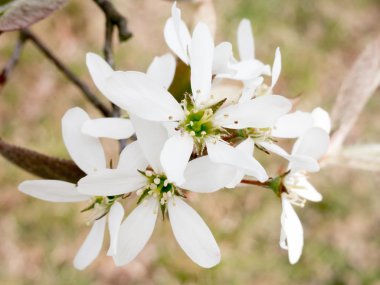 White flowers of serviceberry in spring clipart