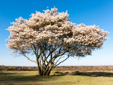 Blooming serviceberry, Amelanchier lamarckii, Holland clipart