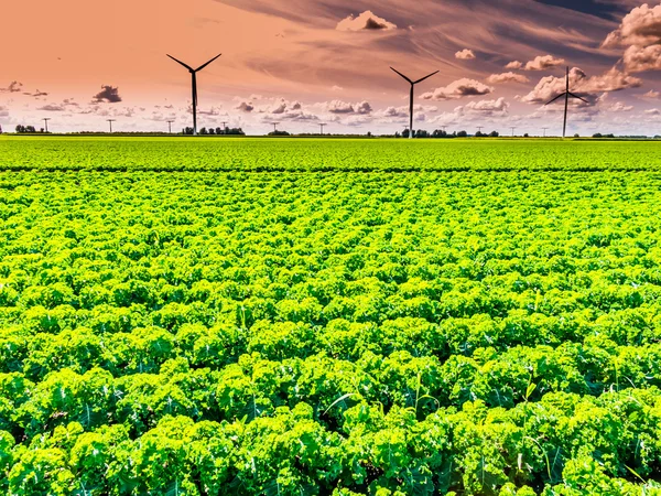 Holland - farmland and wind turbines — Zdjęcie stockowe