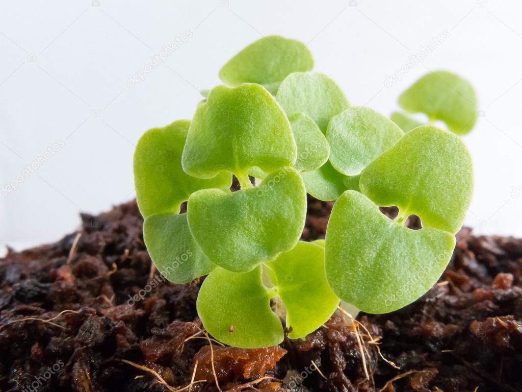 Sprouts of Basil seedlings