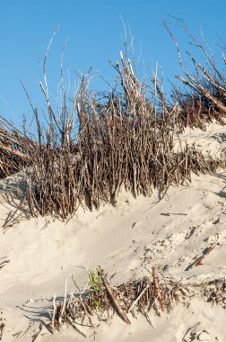 Willow twigs çit kumul, Langeoog, Almanya