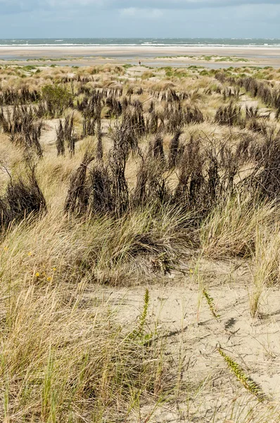 Dunescape Borkum szigetén, Németország — Stock Fotó