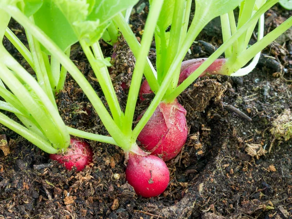 Ravanelli, Raphanus sativus, che crescono nel terreno — Foto Stock