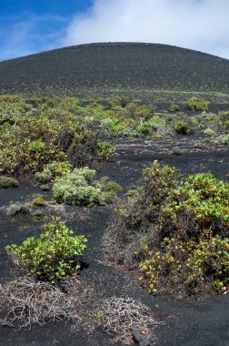 Volkanik koni besin bakımından fakir toprak üzerinde büyüyen bitkiler