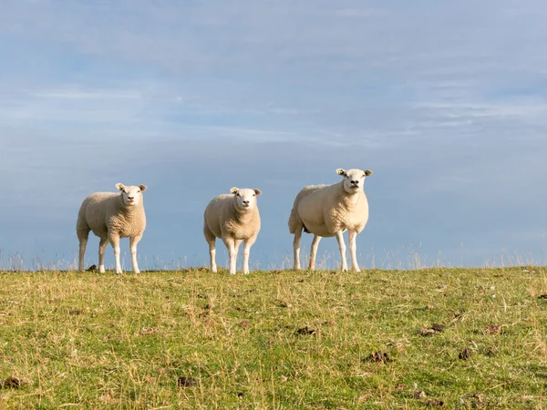 Portrait of three sheep on — 스톡 사진