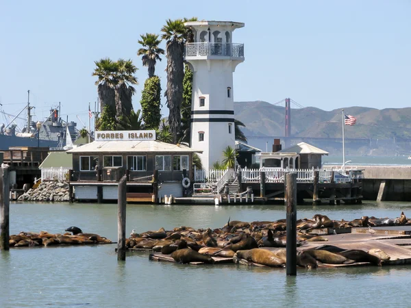 Lobos marinos, Fisherman 's Wharf, San Francisco —  Fotos de Stock