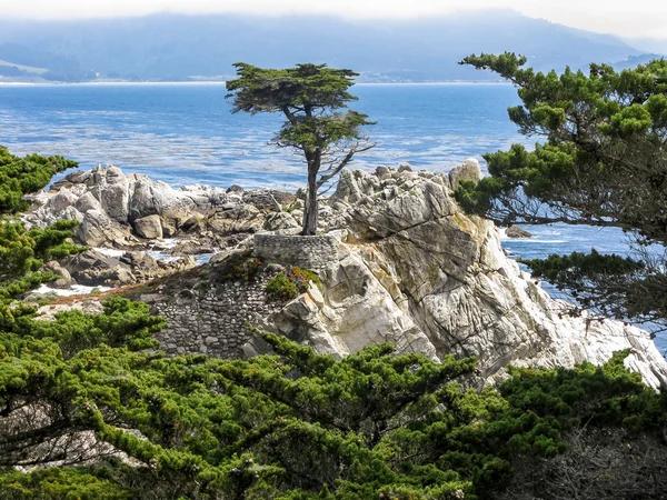 Yalnız selvi, Pebble Beach, Kaliforniya