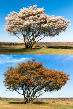 Same single tree in spring and autumn clipart