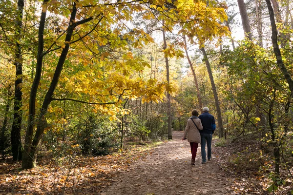 Persone che camminano nel bosco, autunno in Olanda — Foto Stock