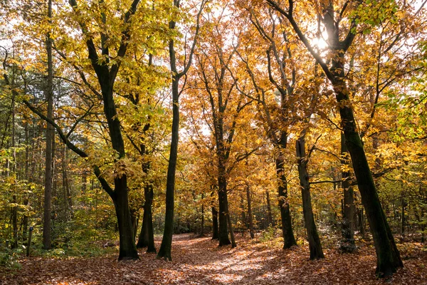 秋天, 荷兰, 树林里的徒步小道 — 图库照片