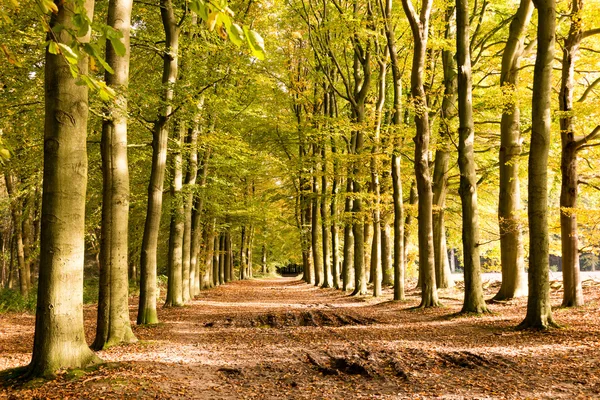 Dirt road in autumn, Netherlands — Stock Photo, Image