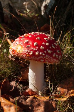 Fly agaric in the forest clipart