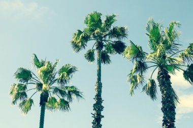 Mavi gökyüzü instagram retro karşı üç palmiye ağaçları tonda